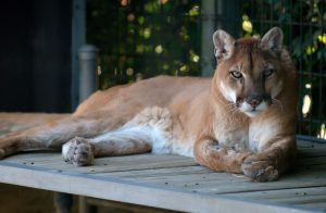 contrôle puma sécurité sociale